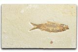 Detailed Fossil Fish (Knightia) - Wyoming #346023-1